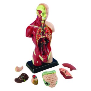 8 pcs 27cm (10”) Human Anatomy Model